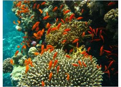 I coralli non possono sopravvivere ad un aumento della temperatura globale  di 1,5°C