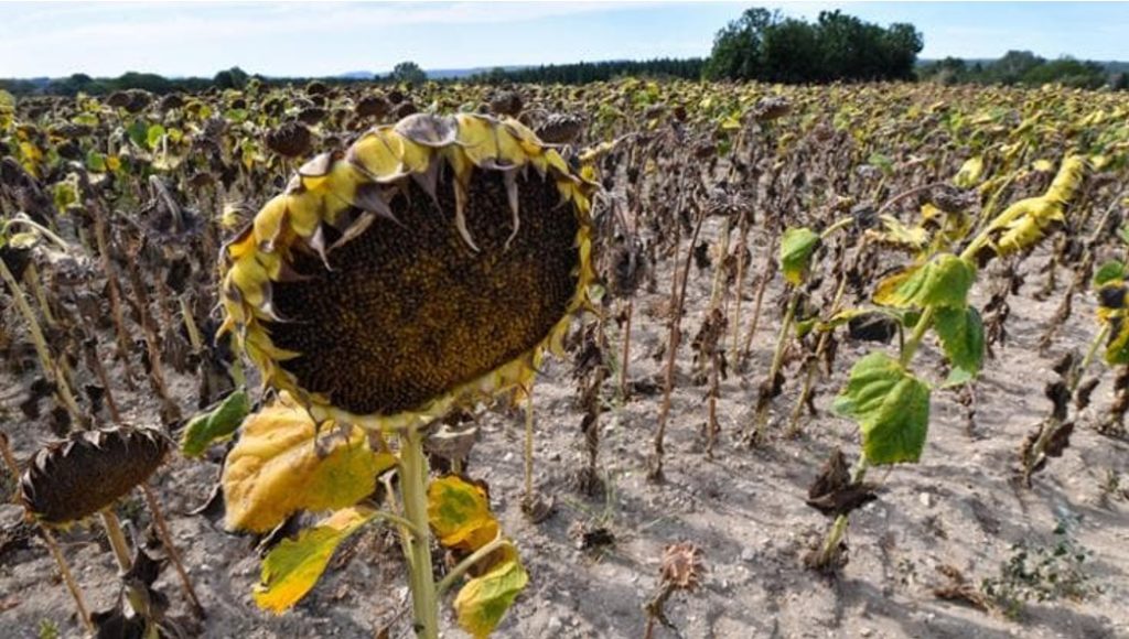 Campo di girasoli riarso dalla siccità